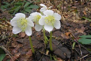 Helleborus_niger