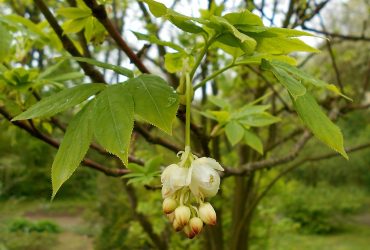 Staphylea_pinnata