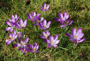 crocus