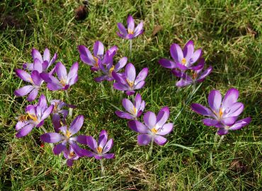 crocus