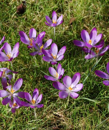 crocus