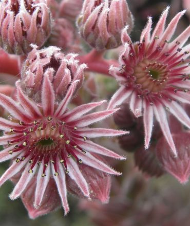 sempervivum_03